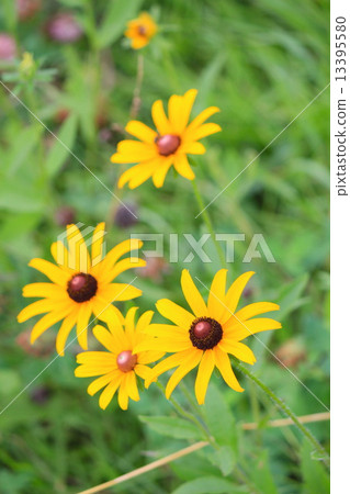 Rudobekian Araga Hangon看到（蠻頭反靈魂草） 13395580