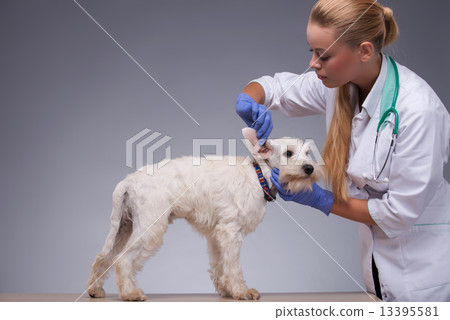 Female veterinarian examines little dog teeth and ears 13395581