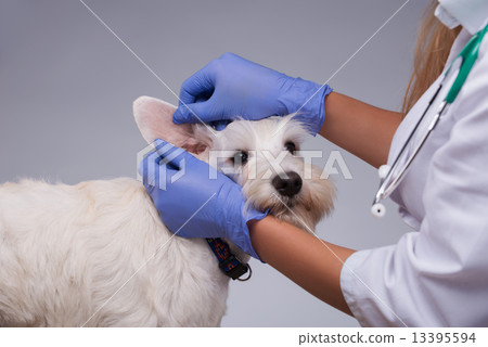 Female veterinarian examines little dog teeth and ears 13395594