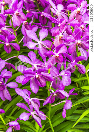 Beautiful pink orchid flowers Beautiful pink orchid flowers 13395609