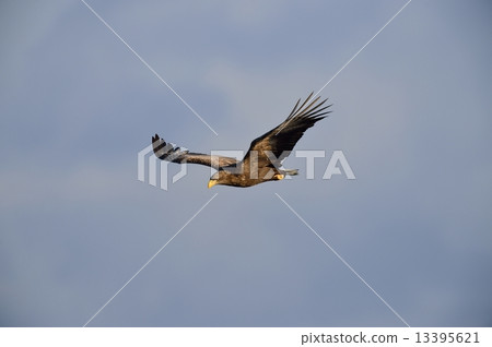 White-tailed eagle 13395621