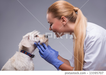 Cute little dog visits vet  13395707