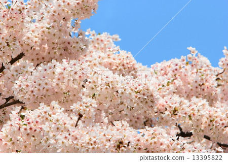櫻花盛開 櫻花盛開 13395822