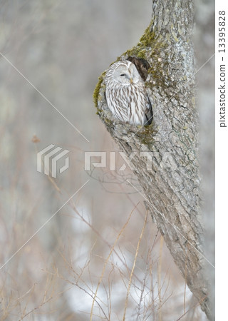 Ezo Owl Ezo Owl 13395828