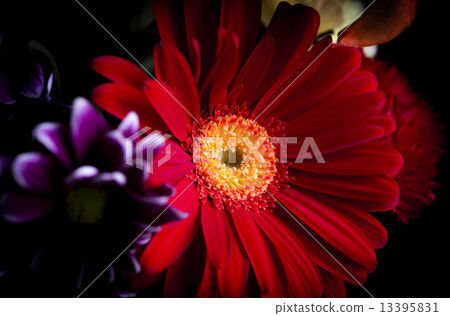 Red daisy  13395831