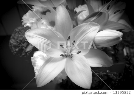 White lily flower  13395832