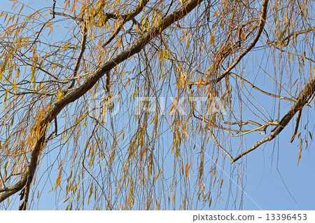 垂柳 垂柳 13396453