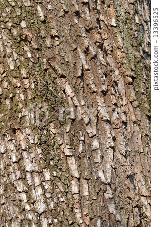 Shidareyanagi (weeping willow) 13396525