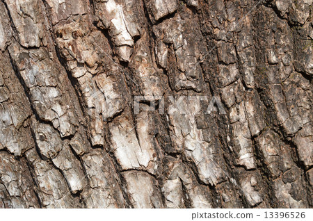 Shidareyanagi（垂柳） 13396526