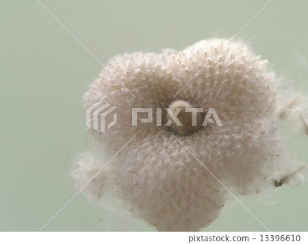 Fluff of autumn chrysanthemum Fluff of autumn chrysanthemum 13396610