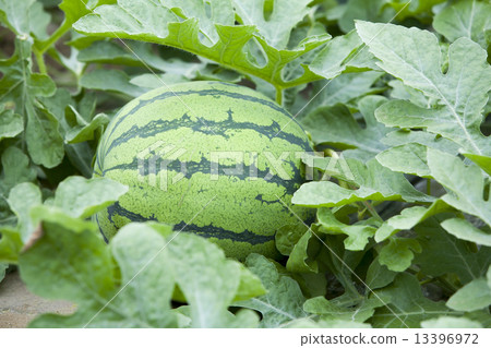 Watermelon field 13396972