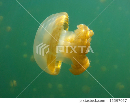 帕勞_水母湖_世界遺產_帕勞_水母湖 帕勞_水母湖_世界遺產_帕勞_水母湖 13397057