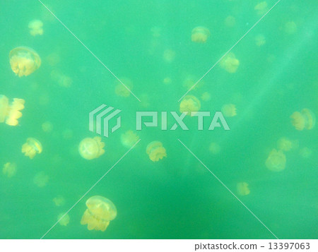 Palau _ Jellyfish lake _ World Heritage _ Palau _ Jellyfish Lake 13397063