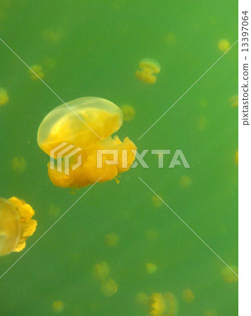 Palau _ Jellyfish lake _ World Heritage _ Palau _ Jellyfish Lake 13397064