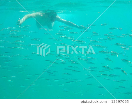 Palau _ World heritage _ Palau _ Snorkeling _ flock of fish 13397065