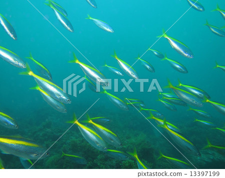 Sea of Izu 34 Sea of Izu 34 13397199