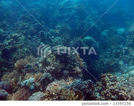 帕勞_世界遺產_帕勞_浮潛_珊瑚礁 帕勞_世界遺產_帕勞_浮潛_珊瑚礁 13397236