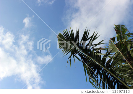 帕勞_世界遺產_帕勞_棕櫚樹 13397313