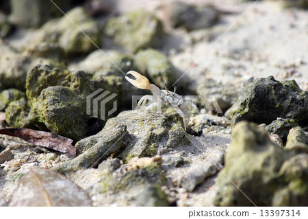 帕勞_世界遺產_帕勞_ Hucken Shiimaneki 13397314