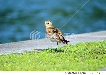 帕勞_世界遺產_帕勞_鳥_大仙 帕勞_世界遺產_帕勞_鳥_大仙 13397318