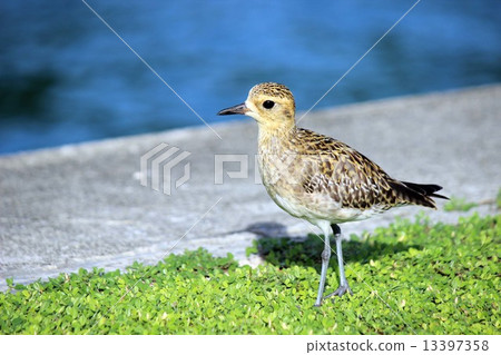 帕勞_世界遺產_帕勞_鳥_大仙 帕勞_世界遺產_帕勞_鳥_大仙 13397358