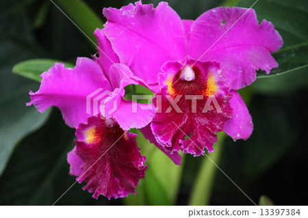 Orchid flower Orchid flower 13397384
