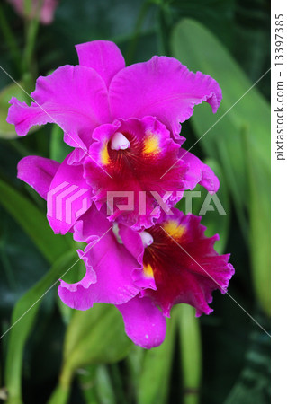 Orchid flower Orchid flower 13397385
