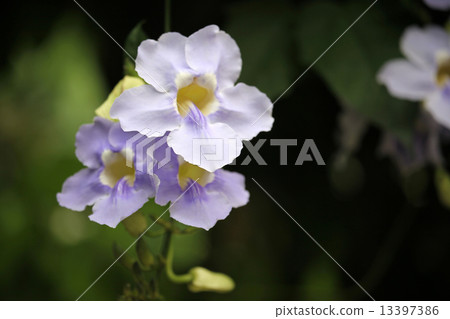 Orchid flower 13397386
