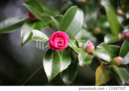 山茶花 山茶花 13397387