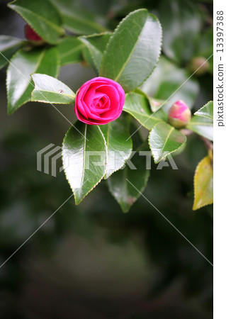 山茶花 山茶花 13397388