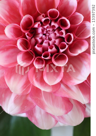 Dahlia flower Dahlia flower 13397392