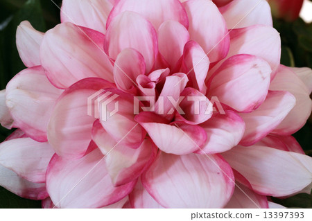 Dahlia flower Dahlia flower 13397393
