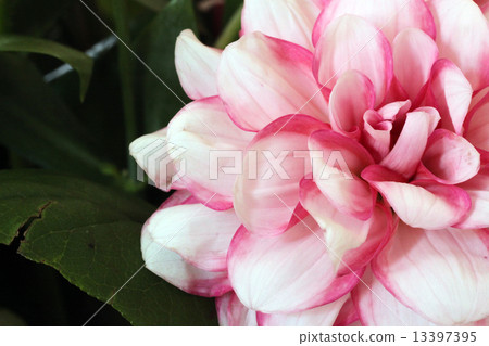 Dahlia flower Dahlia flower 13397395