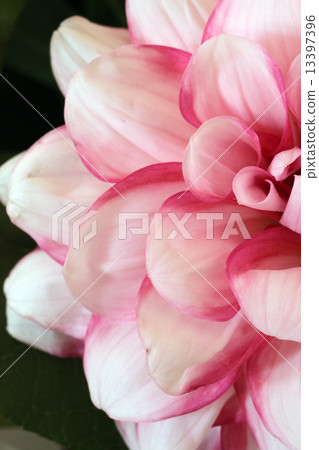 Dahlia flower Dahlia flower 13397396