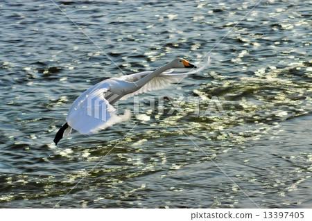 Shiratori Tokachi River (Otofuke-cho) Shiratori Tokachi River (Otofuke-cho) 13397405