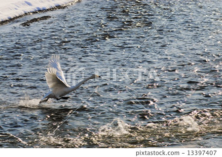 Swan and duck Tokachi river (Otofuke cho) Swan and duck Tokachi river (Otofuke cho) 13397407