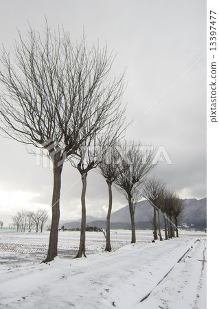 Scattered tree snowy scenery 13397477