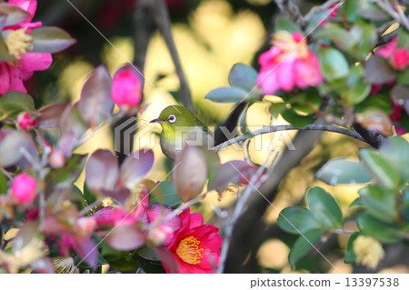 White-eye White-eye 13397538