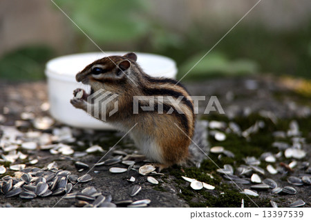 Squirrel_Dining Squirrel_Dining 13397539