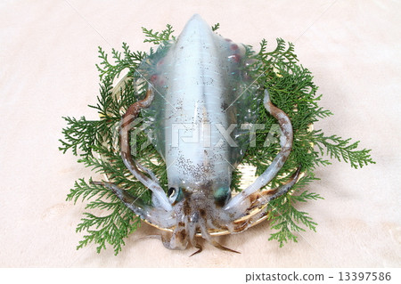 The squid The squid 13397586