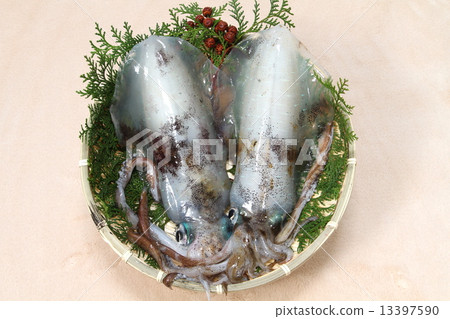 魷魚 魷魚 13397590