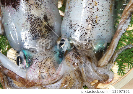 魷魚 13397591