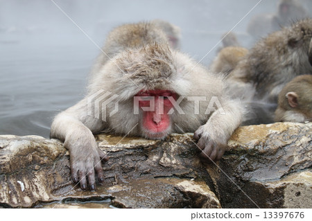 Entering a hot spring at Jigokudani Onsen, a monkey as if it is depressed Entering a hot spring at Jigokudani Onsen, a monkey as if it is depressed 13397676