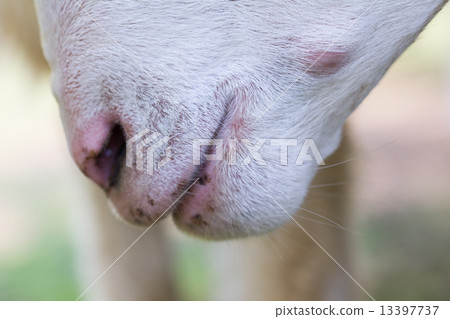 closeup of white bleating goats, focusing on its mouth with shal closeup of white bleating goats, focusing on its mouth with shal 13397737