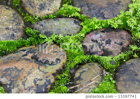Moss trying to grow inbetween cobbled pavement in thailand Moss trying to grow inbetween cobbled pavement in thailand 13397741