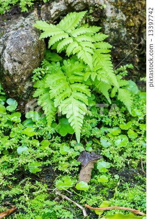 fresh green fern leaves fresh green fern leaves 13397742