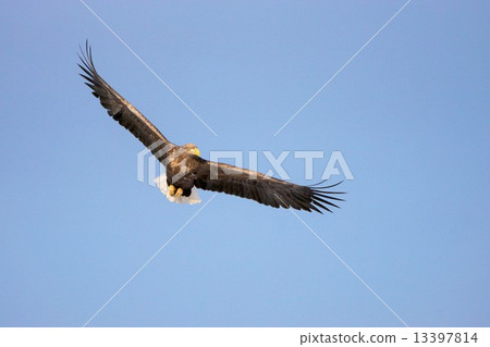 White-tailed eagle 13397814