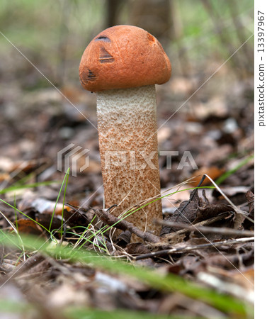 Leccinum scabrum Leccinum scabrum 13397967