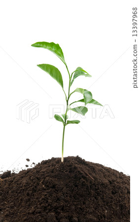 lemon growing 13397968