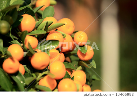 yellow citrus oranges grow on tree yellow citrus oranges grow on tree 13406998